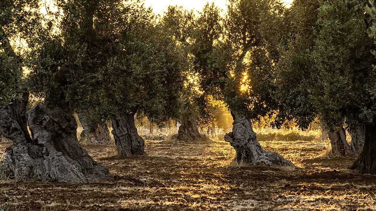 Olivar centenario de Puente Genil, Córdoba: origen del aceite de oliva virgen extra galardonado como OPTIMI OLEI EMPORIUM en 1935