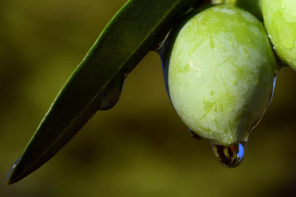 aceite de oliva sin filtrar o filtrado