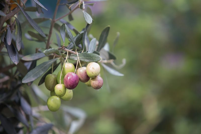 Aceite Arbequina