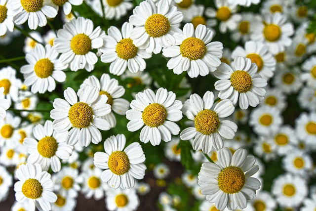 Beneficios Polifenoles