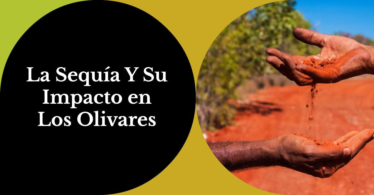 Olivar reseco bajo el sol con aceitunas marchitas afectando al aceite de oliva virgen extra